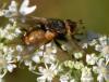 Tachina fera